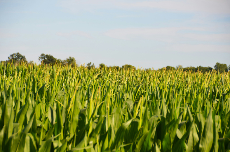 Farm with data visualization